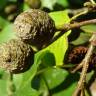 Fotografia 7 da espécie Alnus cordata do Jardim Botânico UTAD