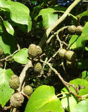 Fotografia 8 da espécie Alnus cordata no Jardim Botânico UTAD