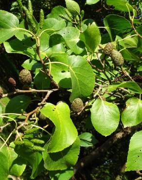 Fotografia 9 da espécie Alnus cordata no Jardim Botânico UTAD