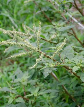 Fotografia 5 da espécie Amaranthus hybridus no Jardim Botânico UTAD