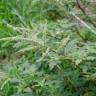 Fotografia 5 da espécie Amaranthus hybridus do Jardim Botânico UTAD