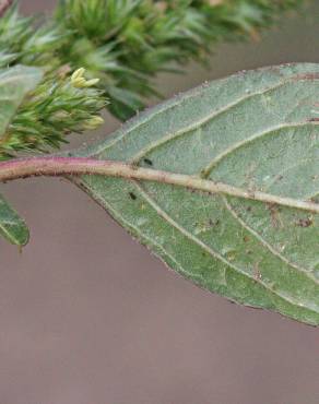 Fotografia 6 da espécie Amaranthus hybridus no Jardim Botânico UTAD