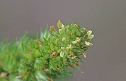 Fotografia da espécie Amaranthus hybridus