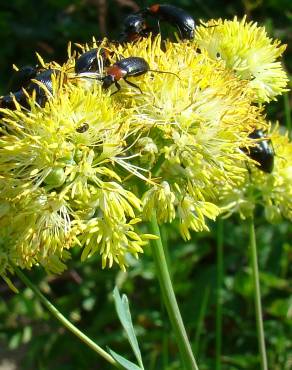 Fotografia 4 da espécie Thalictrum speciosissimum no Jardim Botânico UTAD