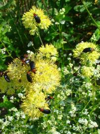 Fotografia da espécie Thalictrum speciosissimum