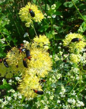 Fotografia 5 da espécie Thalictrum speciosissimum no Jardim Botânico UTAD