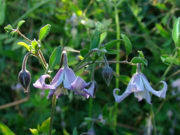 Fotografia da espécie Clematis campaniflora