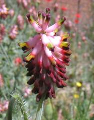 Platycapnos spicatus