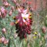 Fotografia 1 da espécie Platycapnos spicatus do Jardim Botânico UTAD