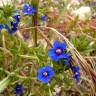 Fotografia 9 da espécie Anagallis foemina do Jardim Botânico UTAD