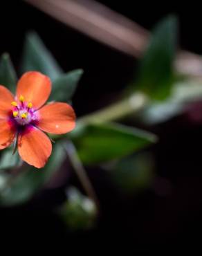 Fotografia 11 da espécie Anagallis arvensis subesp. arvensis no Jardim Botânico UTAD