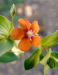 Anagallis arvensis subesp. arvensis