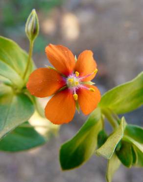 Fotografia 1 da espécie Anagallis arvensis subesp. arvensis no Jardim Botânico UTAD