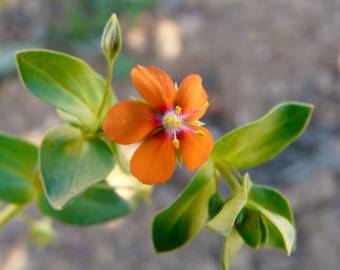 Fotografia da espécie Anagallis arvensis subesp. arvensis