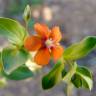 Fotografia 1 da espécie Anagallis arvensis subesp. arvensis do Jardim Botânico UTAD