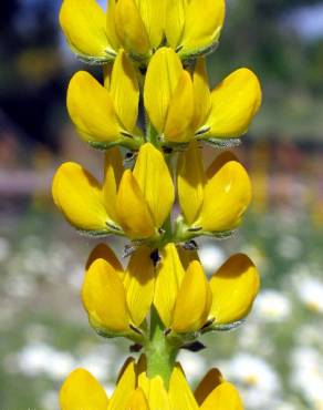 Fotografia 3 da espécie Lupinus luteus no Jardim Botânico UTAD