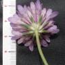 Fotografia 5 da espécie Scabiosa atropurpurea do Jardim Botânico UTAD