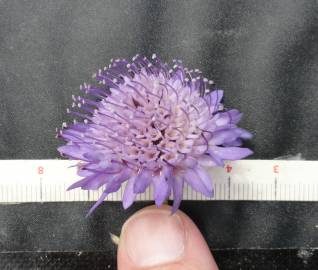 Fotografia da espécie Scabiosa atropurpurea