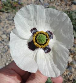 Fotografia da espécie Papaver somniferum subesp. somniferum