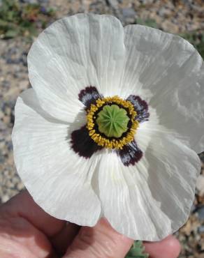 Fotografia 6 da espécie Papaver somniferum subesp. somniferum no Jardim Botânico UTAD