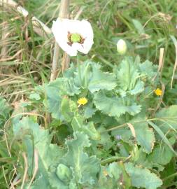 Fotografia da espécie Papaver somniferum subesp. somniferum