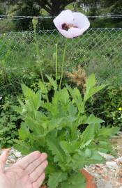 Fotografia da espécie Papaver somniferum subesp. somniferum