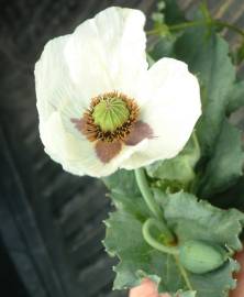 Fotografia da espécie Papaver somniferum subesp. somniferum