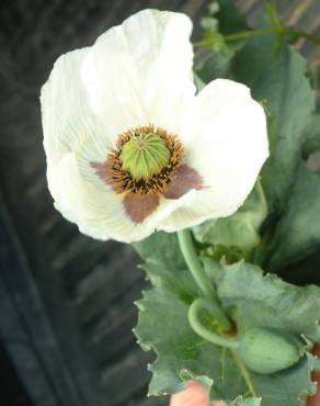 Fotografia 9 da espécie Papaver somniferum subesp. somniferum no Jardim Botânico UTAD