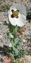 Fotografia da espécie Papaver somniferum subesp. somniferum