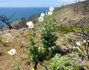 Fotografia da espécie Papaver somniferum subesp. somniferum