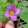 Fotografia 1 da espécie Oxalis purpurea do Jardim Botânico UTAD