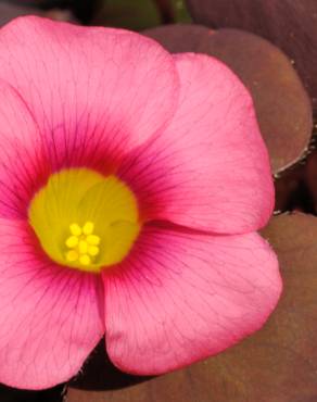 Fotografia 5 da espécie Oxalis purpurea no Jardim Botânico UTAD