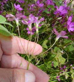 Fotografia da espécie Oxalis latifolia