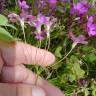 Fotografia 5 da espécie Oxalis latifolia do Jardim Botânico UTAD