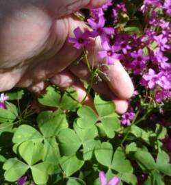 Fotografia da espécie Oxalis latifolia