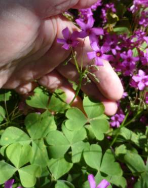 Fotografia 7 da espécie Oxalis latifolia no Jardim Botânico UTAD