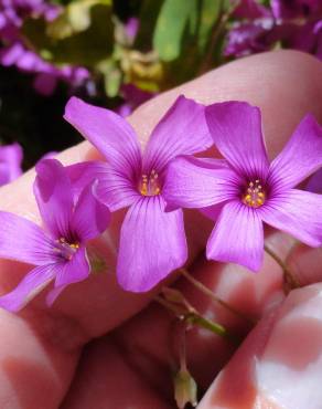 Fotografia 8 da espécie Oxalis latifolia no Jardim Botânico UTAD