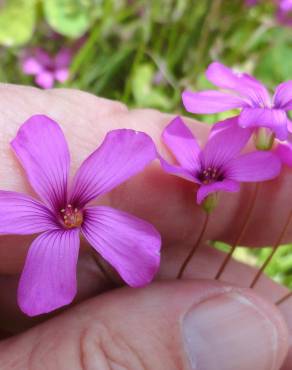 Fotografia 10 da espécie Oxalis latifolia no Jardim Botânico UTAD