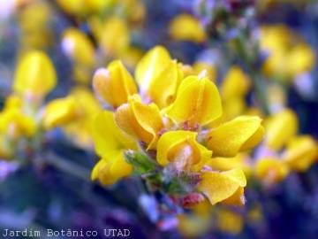 Fotografia da espécie Pterospartum tridentatum subesp. lasianthum