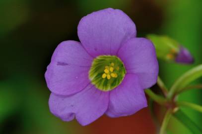 Fotografia da espécie Oxalis latifolia