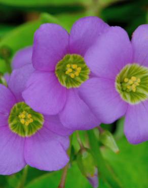 Fotografia 12 da espécie Oxalis latifolia no Jardim Botânico UTAD