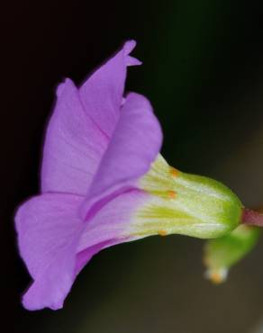 Fotografia 13 da espécie Oxalis latifolia no Jardim Botânico UTAD