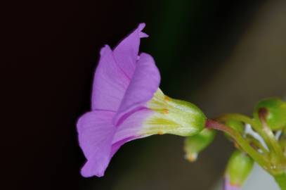 Fotografia da espécie Oxalis latifolia