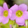 Fotografia 15 da espécie Oxalis latifolia do Jardim Botânico UTAD