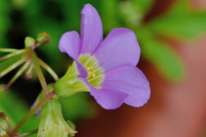 Fotografia da espécie Oxalis latifolia