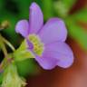 Fotografia 1 da espécie Oxalis latifolia do Jardim Botânico UTAD