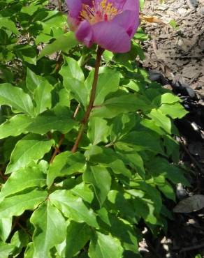 Fotografia 6 da espécie Paeonia broteri no Jardim Botânico UTAD