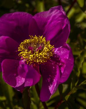 Fotografia 1 da espécie Paeonia broteri no Jardim Botânico UTAD