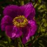 Fotografia 1 da espécie Paeonia broteri do Jardim Botânico UTAD