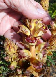 Fotografia da espécie Orobanche gracilis